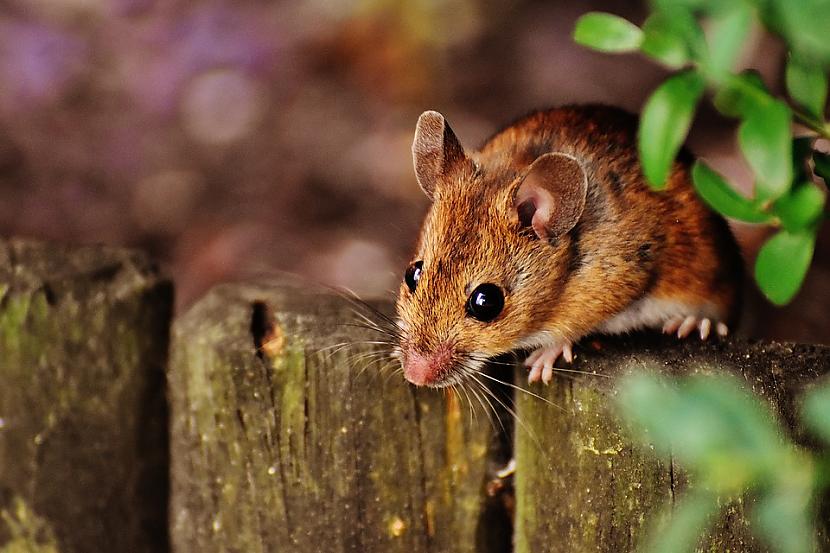 Kā ātri atbrīvoties no pelēm... Autors: Zibenzellis69 Viegli un bez upuriem. Ko iestādīt, lai peles pašas muktu no dārza?