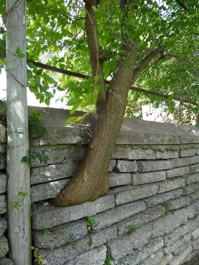 Koks kas aug cauri akmens... Autors: Zibenzellis69 27 gadījumi, kad daba nolēma atgādināt cilvēkiem, ka viņa te ir priekšniece