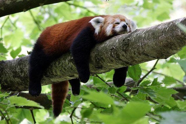 Mazā panda guļ uz zara Autors: Zibenzellis69 Vai tu vari iedomāties, bet varbūt pat zini kā guļ dažādi dzīvnieki, nāc skaties