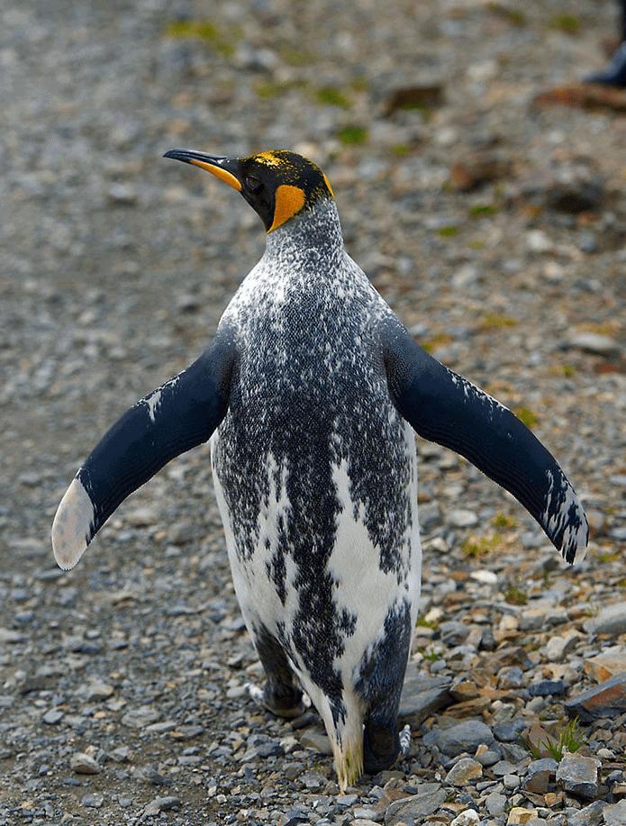 Neparastas krāsas pingvīns Autors: Zibenzellis69 17 burvīgi dzīvnieki, ko daba apveltījusi ar pilnīgi unikālām krāsām  (vitiligo)