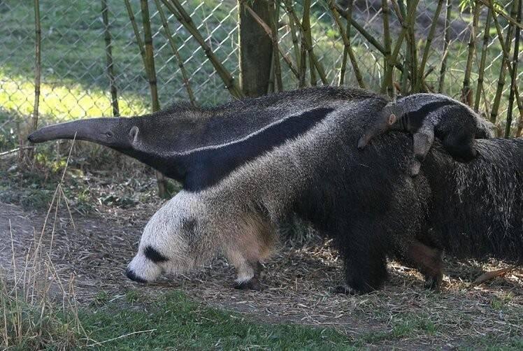 Blakus skudrulāčam ir panda Autors: Zibenzellis69 Smieklīgas fotogrāfijas, kas pierāda, ka ne vienmēr vajadzētu ticēt savām acīm
