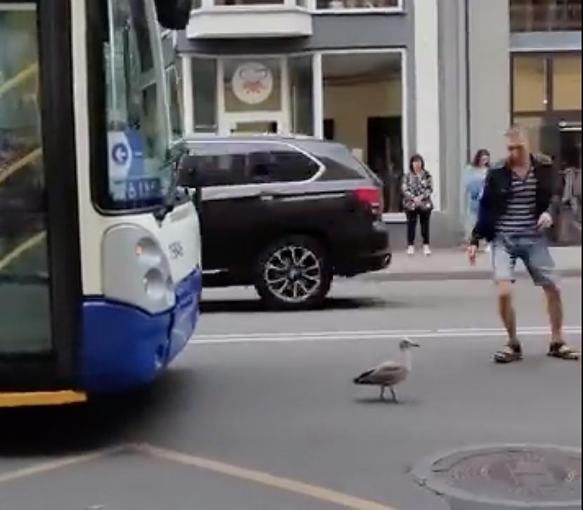 Par pascaronmāju interneta... Autors: matilde VIDEO ⟩ Rīgas centrā drosmīga kaija parāda trolejbusam, kurš ir galvenais