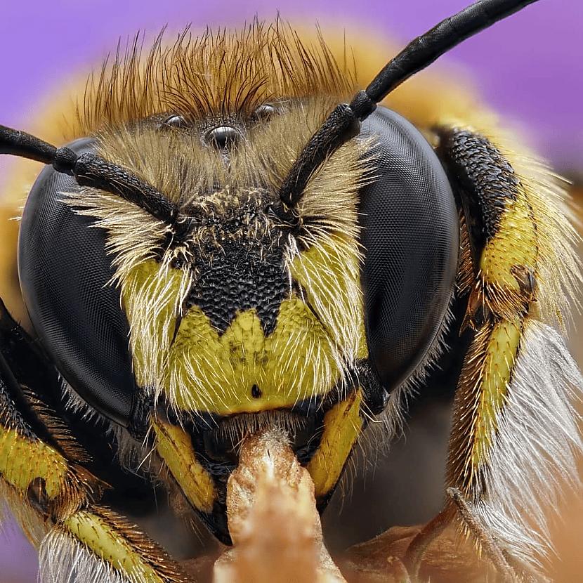 Bite Skats no priekscaronpuses... Autors: Zibenzellis69 Vācu fotogrāfs, kurš iemūžina kukaiņu pasauli tā, ka tā šķiet īsta pasaka