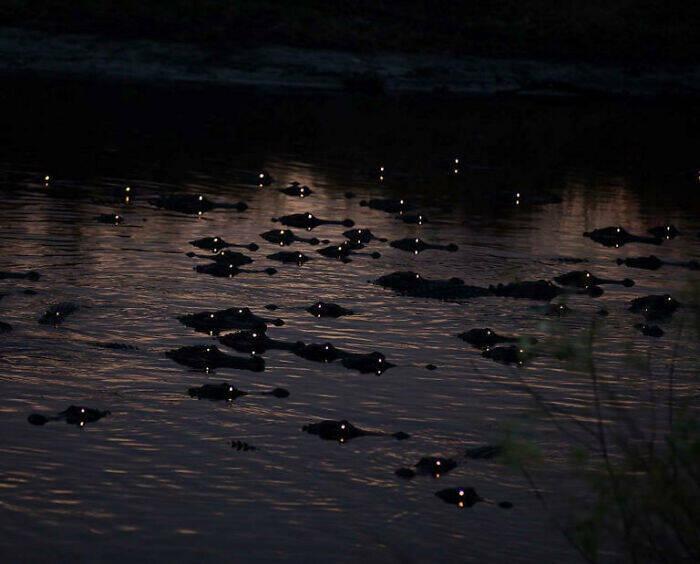 Aligatori Floridā naktī Autors: Lestets 15 gadījumi, kad Māte Daba mācēja spēja pakutināt nervus