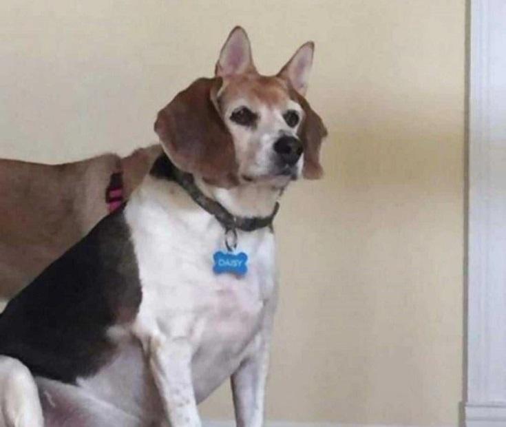 Scaronis suns var dzirdēt... Autors: Lestets 22 dīvainas fotogrāfijas, kas droši vien ir nolādētas