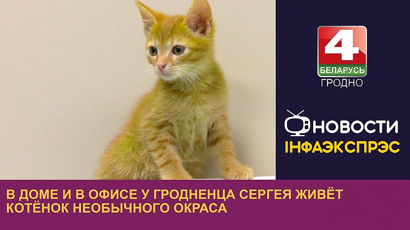  Autors: Zibenzellis69 Grodņas iedzīvotāja Sergeja mājā un birojā dzīvo neparastas krāsas kaķēns