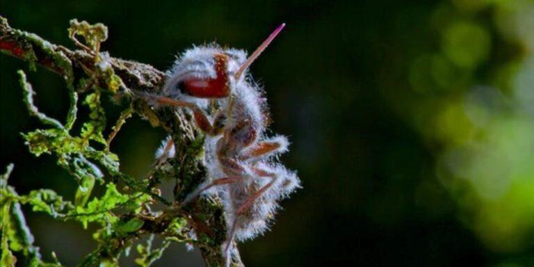 Pārsteidzoscaroni bet sēnītes... Autors: Lestets Kā zombijsēnes inficē skudras un kontrolē to prātu?