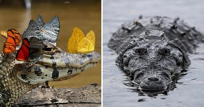 Krokodils  11 vietaNogalināto... Autors: Zibenzellis69 14 cilvēkiem visbīstamākās radības, par kuru upuriem kļūst daudz cilvēku
