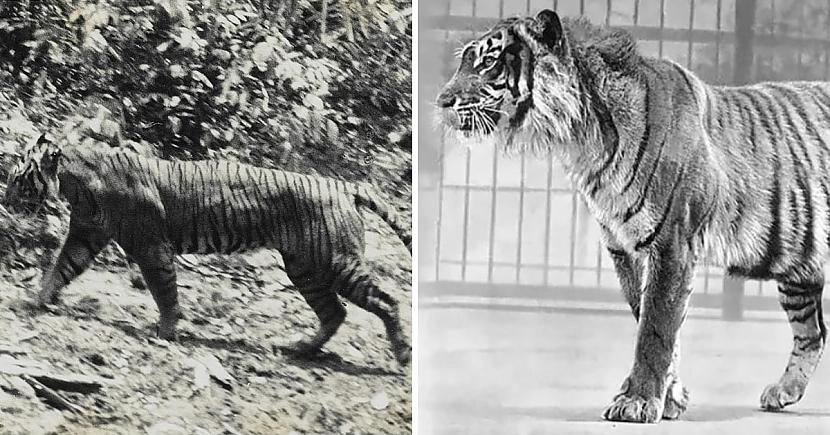 Javas tīģeris... Autors: Zibenzellis69 13 lielo plēsīgo kaķu sugas, kas mūsu pasaulei tika zaudētas uz visiem laikiem