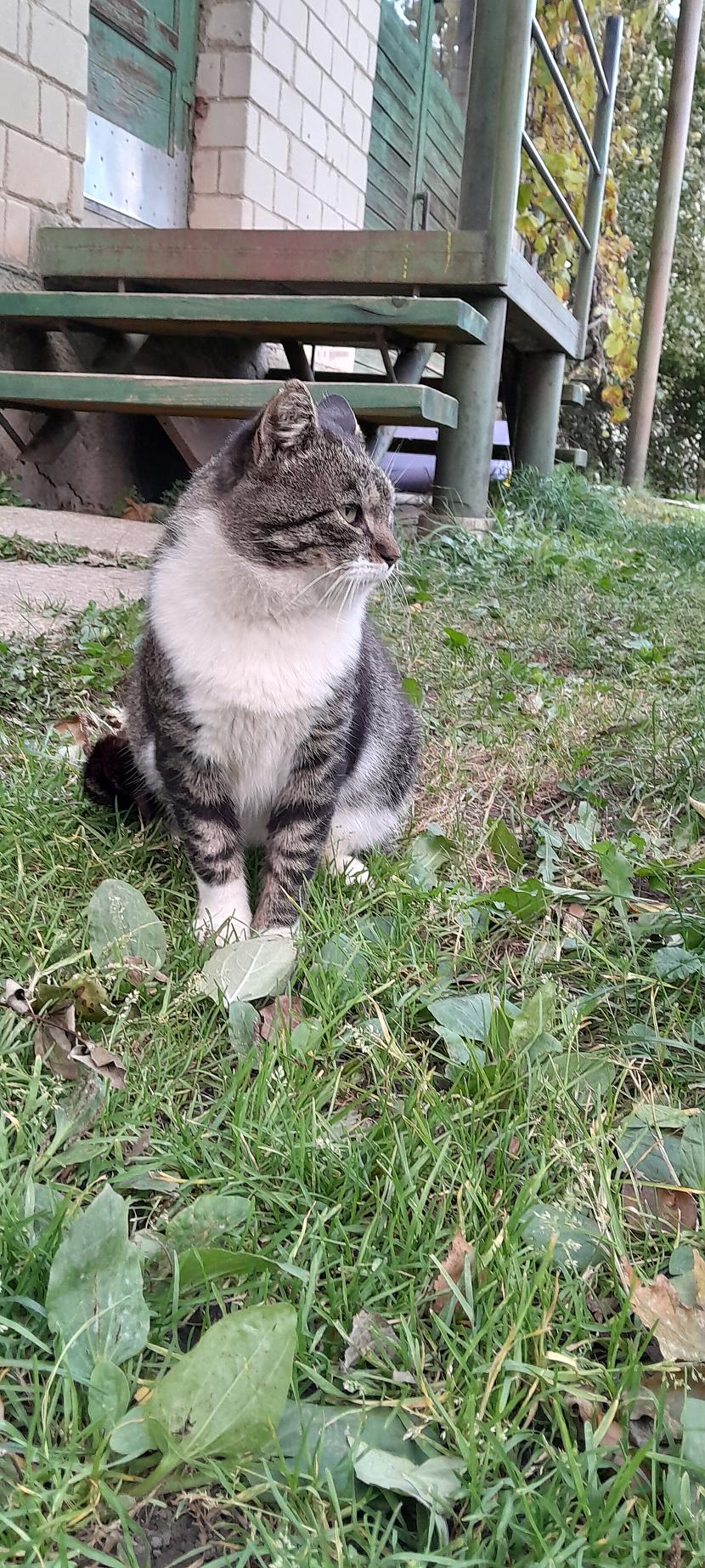 Es te sēžu Un blenžu Autors: klanu kaķi Daži foto ar maniem kaķiem