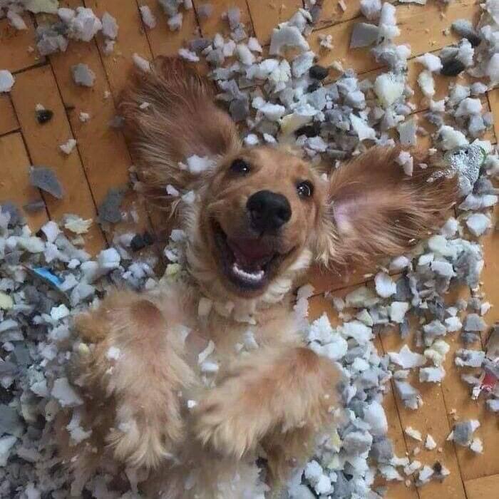 Tā izskatās suņa laime Autors: Zibenzellis69 32 fotogrāfijas, kas skaidri parāda, ar ko dažreiz saskaras suņu īpašnieki