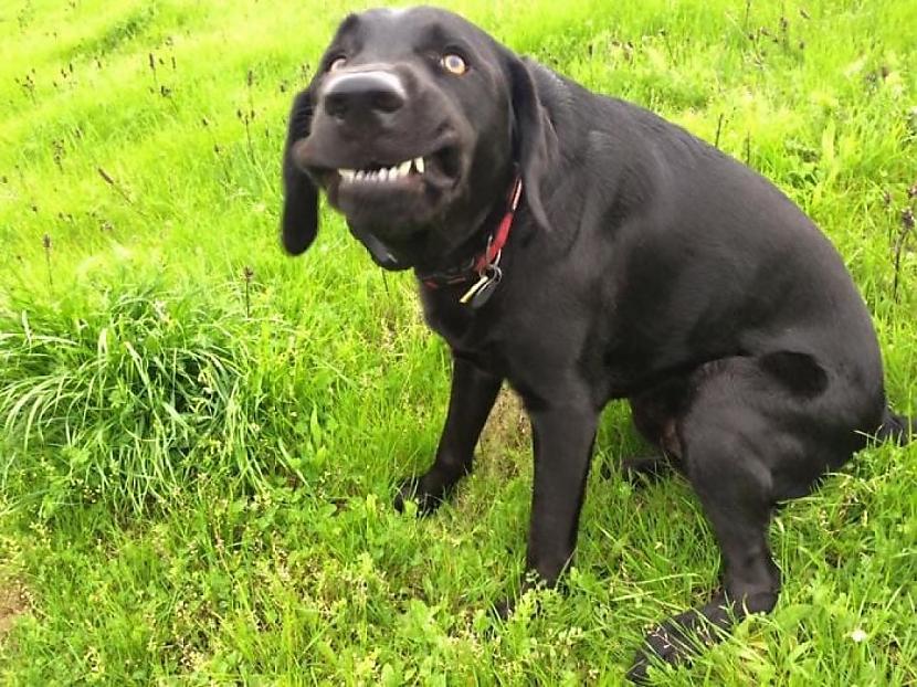 Smaids vai dusmu lēkme Autors: Zibenzellis69 Cilvēka labākais draugs: Smieklīgi suņi, uz kuriem nevar skatīties, nesmaidot