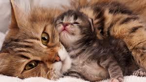Kopā ar savu mammu Autors: klanu kaķi Jauki, mīlīgi kaķēni...