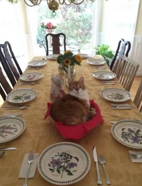 Tiek pasniegts ēdiens fokuss Autors: Zibenzellis69 Pierādījumi tam, ka kaķi neatzīst cilvēkus par saviem saimniekiem
