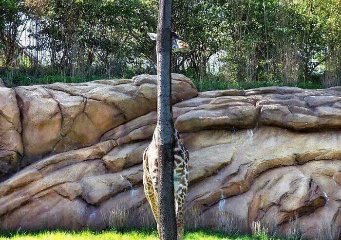  Žirafe paslēpās Gandrīz Autors: Zibenzellis69 Tas ir vienkārši pārsteidzoši: 20 ideālas maskēšanās gadījumi