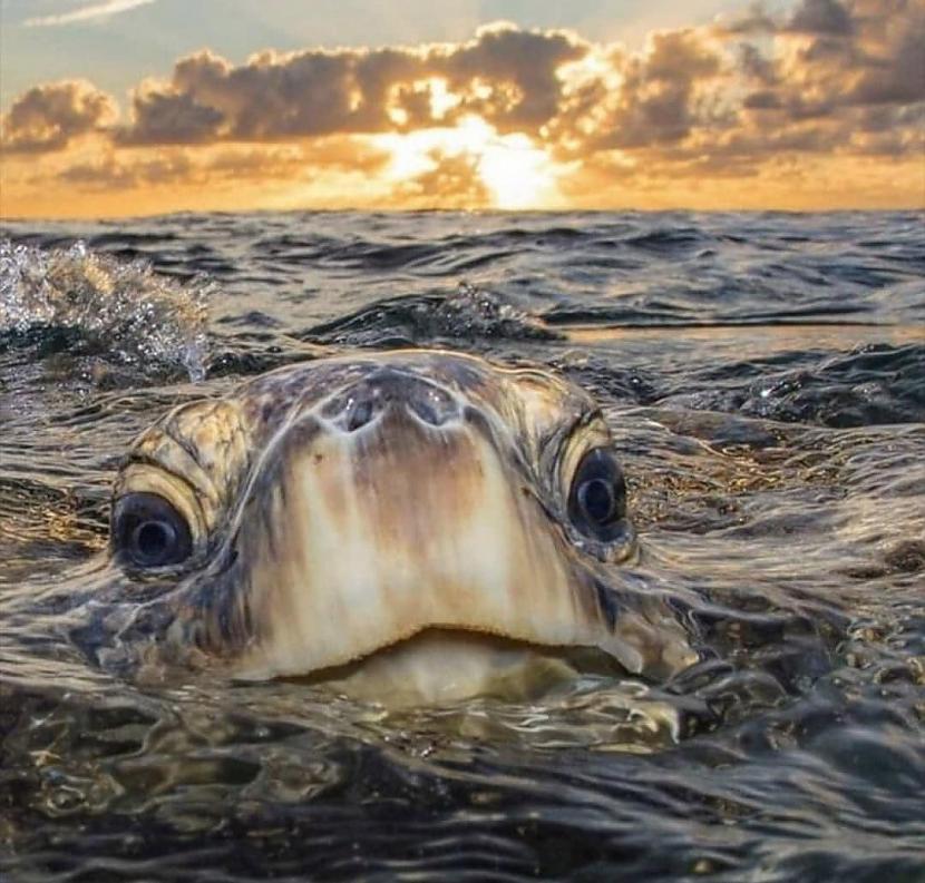 Jūras spiegsScaronī iespējams... Autors: Zibenzellis69 Savvaļas dzīvnieku foto, kurās redzami dzīvnieki visā to smieklīgajā krāšņumā