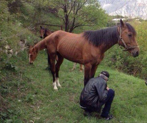 Tur ir divi zirgi Autors: Zibenzellis69 Izrādījās, izlikās: 30 fotogrāfijas, kas ir interesantas un pat maldinošas
