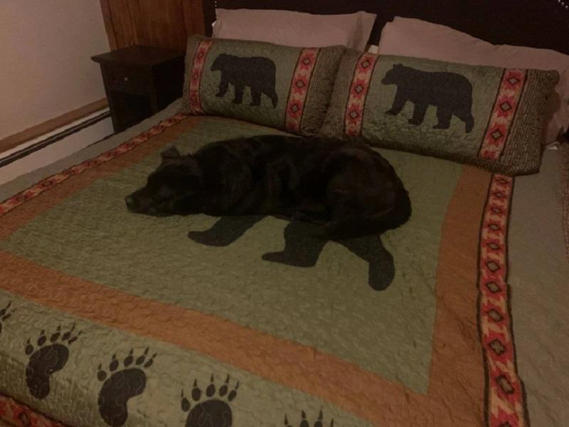 Suns kas guļ uz segas ar... Autors: Lestets 21 bilde, uz kuru ir jāskatās DIVREIZ, lai saprastu, ko tu patiesībā redzi