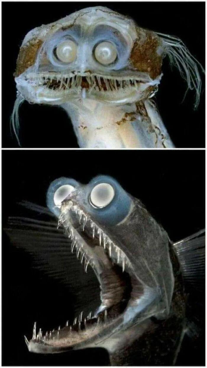 The Telescopefish Gigantura... Autors: Zibenzellis69 Pasaule nav bez biedējošām lietām: 19 gadījumi, kad kaut kas cilvēkus nobiedēja