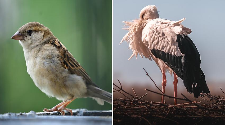Tests: Vai tu vari atpazīt šos putnus, kuri ir sastopami Latvijā?