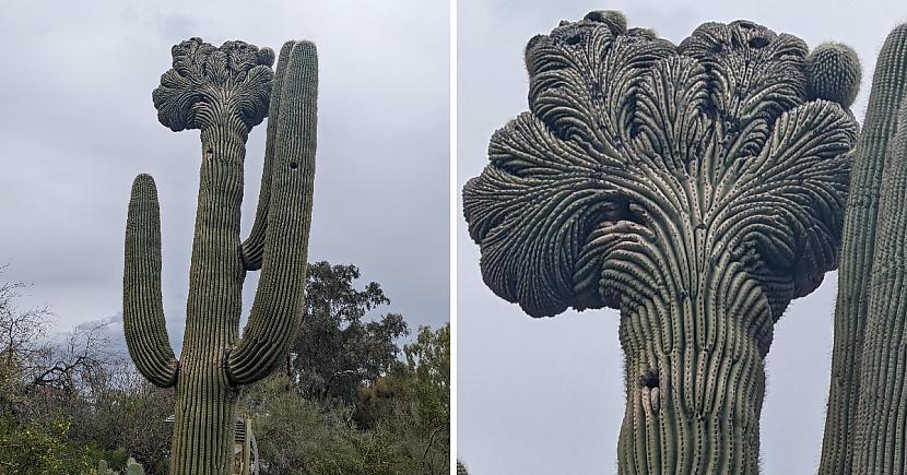 Neparasts saguaro... Autors: Zibenzellis69 Interesantas augu mutācijas, kas liecina, ka arī dabai dažreiz ir problēmas