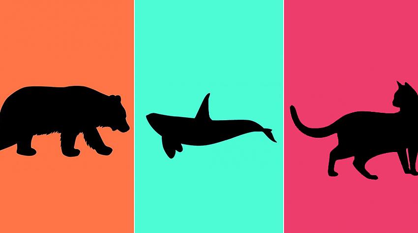 Tests: Vai tu vari atpazīt dzīvniekus, ja redzi tikai viņu siluetus?