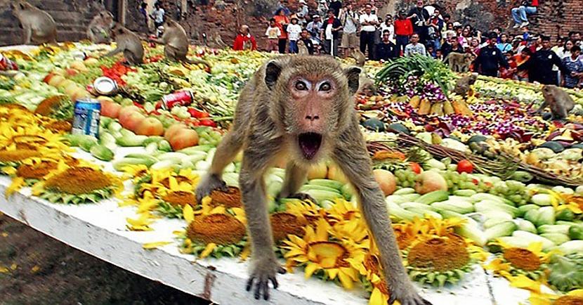 Lopburi pērtiķiLopburi makaki... Autors: Lestets 4 vietas uz Zemes, kur dzīvnieki ir pieradinājuši cilvēkus