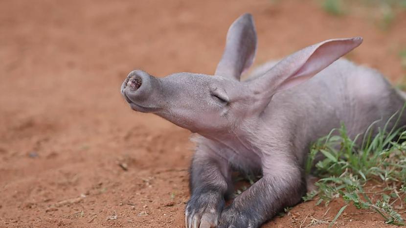 Cauruļzobis jeb Āfrikas... Autors: Zibenzellis69 13 dzīvnieki ar dīvainiem deguniem, kurus daba ne velti tiem uzdāvināja