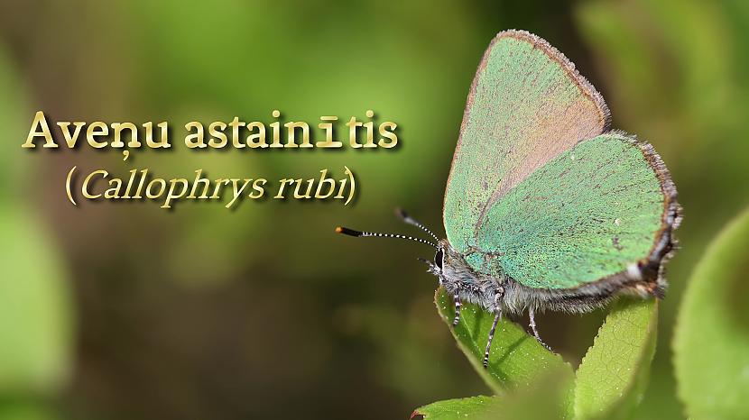 Aveņu astainītis Autors: skSintija Latvijas dabā: aveņu astainītis (Callophrys rubi)