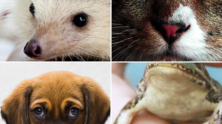 Tests: Vai tu vari atpazīt dzīvniekus, ja redzi tikai daļu no tiem?