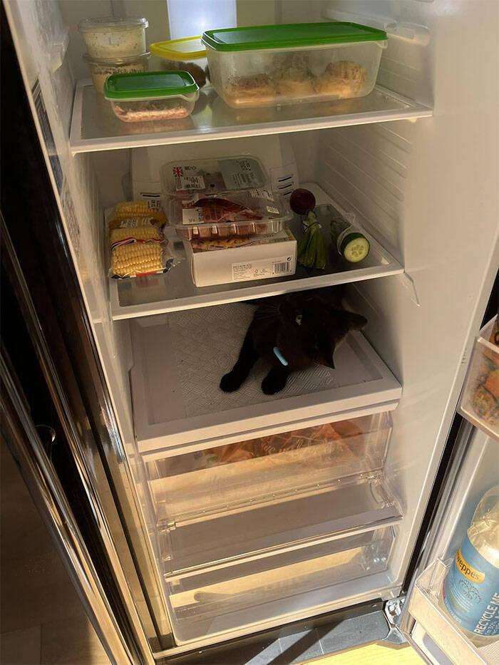 quotViesis manā ledusskapīquot Autors: Zibenzellis69 Māja ir mana, bet kaķis nav mans: 15 foto ar kaķiem, kuri netika aicināti ciemos