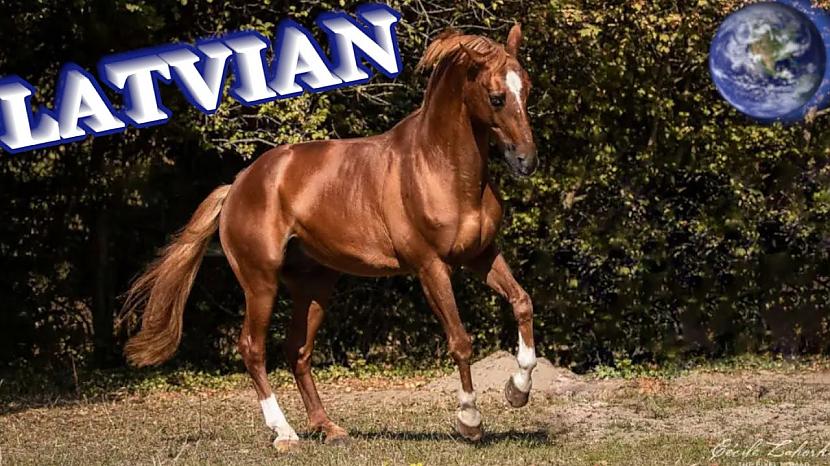  Autors: Zibenzellis69 Skaists video: TOP Beautiful Latvian Horse in the World!