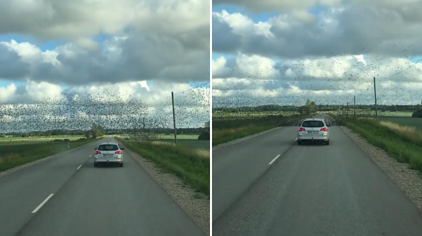 Neparasts skats! Latvijā uz autoceļa nosēdies milzīgs putnu bars