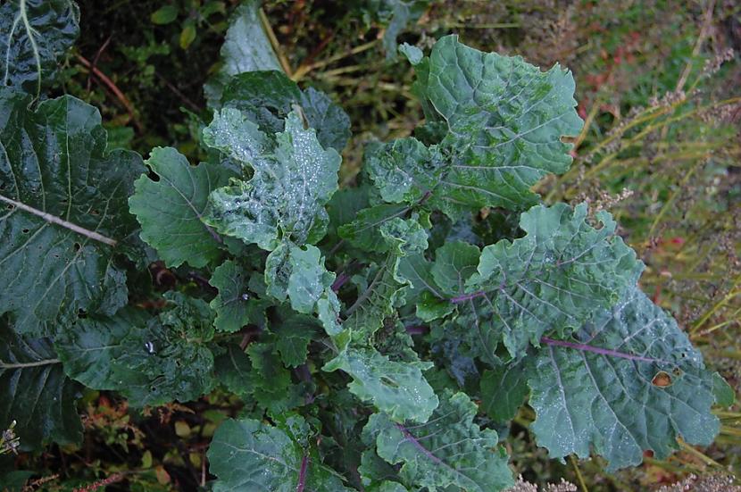 12 Lapu kāposts Brassica... Autors: Lestets 12 daudzgadīgi dārzeņi bezgalīgai pārpilnībai