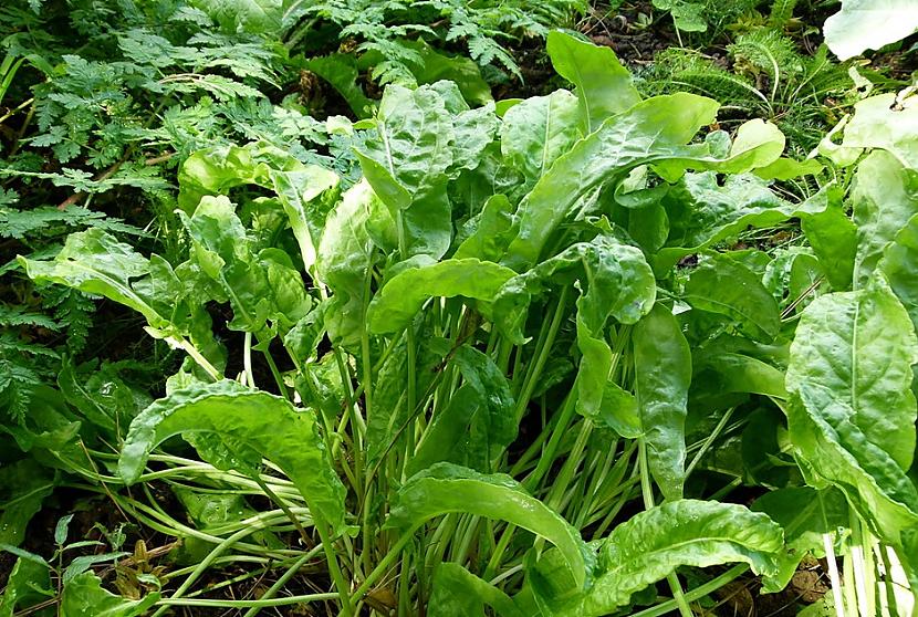 8 Skābene Rumex acetosa ndash... Autors: Lestets 12 daudzgadīgi dārzeņi bezgalīgai pārpilnībai