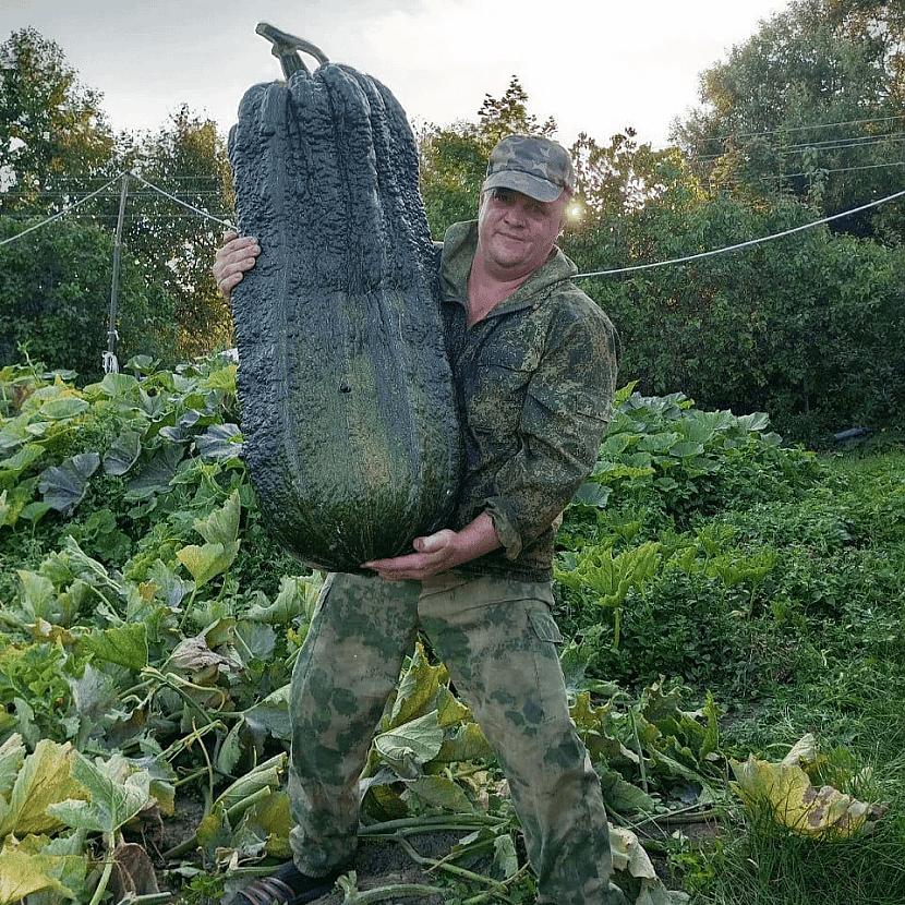 Īsts milzenis  cukiniNo... Autors: Zibenzellis69 17 laimīgie, kuri kuri uzgāja kādu wow izmēra ēdienu un nolēma to parādīt visiem