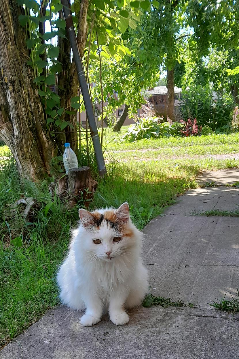  Autors: klanu kaķi Daži foto ar manu kaķi