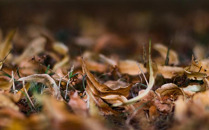 4 fāze lapu... Autors: Lestets Kāpēc rudenī koku lapas paliek dzeltenas?