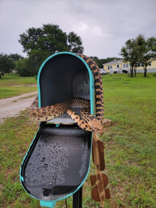 Kāds scaronodien nesaņems... Autors: Zibenzellis69 Daži gadījumi, kad daba nonāca cilvēka teritorijā un nolēma tur pārņemt varu