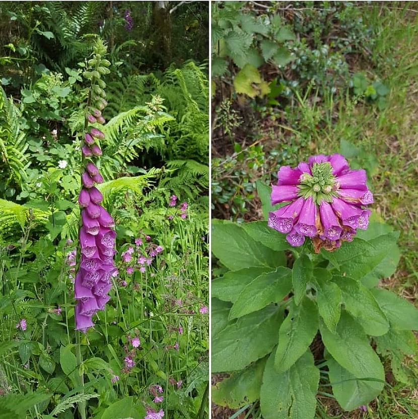 Digitalis purpurea Common... Autors: Zibenzellis69 Daba ir neparedzama un prot pārsteigt: 18 interesanti mutanti no augu pasaules