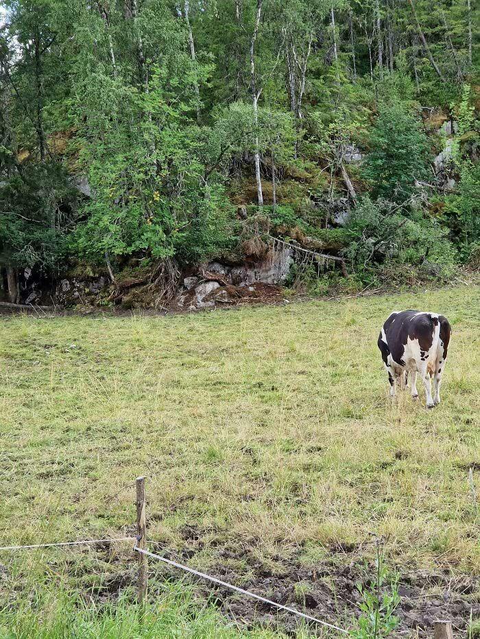 Mēģiniet atrast otro goviViņa... Autors: Zibenzellis69 Tu varbūt neticēsi, bet lietas, dzīvnieki un pat cilvēki mēdz saplūst ar fonu