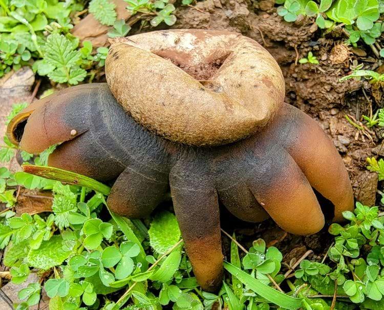 Geastrum httpsieejlvabP2I sēne... Autors: Zibenzellis69 Sēņu fotogrāfijas, kas pierāda to, ka iespējams tās nākušas no citas pasaules