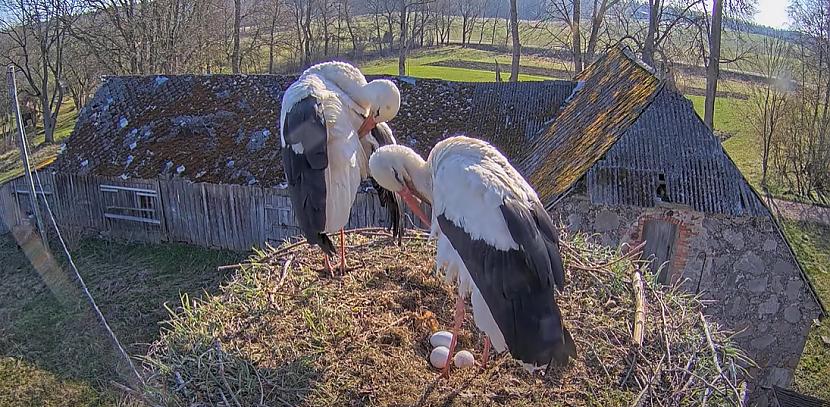 Pascaronlaik tiescaronraidē... Autors: matilde VIDEO ⟩ Balto stārķu ligzdā jau izdēta trešā ola šogad