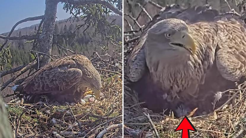 Scaronosezon perēscaronanā... Autors: matilde VIDEO ⟩ Durbes jūras ērgļu ligzdā izšķīlies pirmais cālis