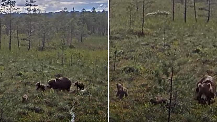 Lāči un citi zvēri barības... Autors: matilde VIDEO ⟩ Latvijas valsts mežu tiešraidē manīta lāču mamma ar bērniem