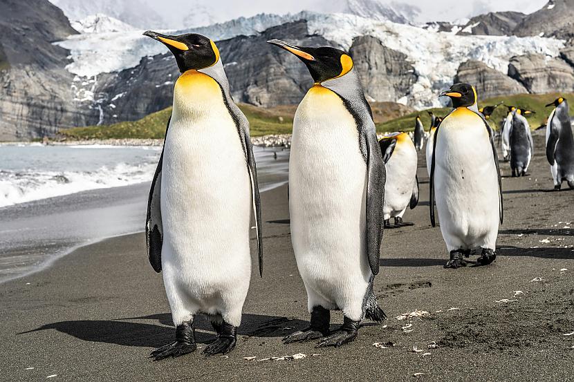 Pingvīna dienasgrāmata... Autors: Zibenzellis69 😆 Vecie joki vienmēr esot lieliski: Pingvīna dienasgrāmata 🐧​