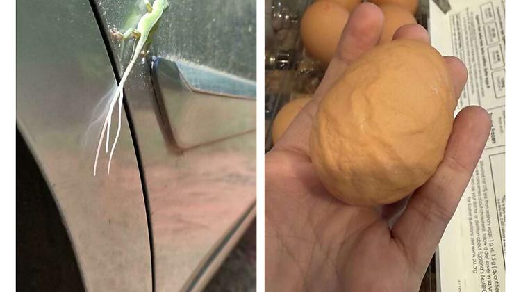 Dīvaini brīži, kas pārsteidza cilvēkus nesagatavotus, šos brīžus viņi nobildēja