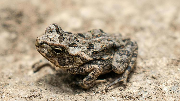 Tests: Piedāvāju paminēt jautras mīklas - Kad grūž, tad pērd, kad velk, tad mīž