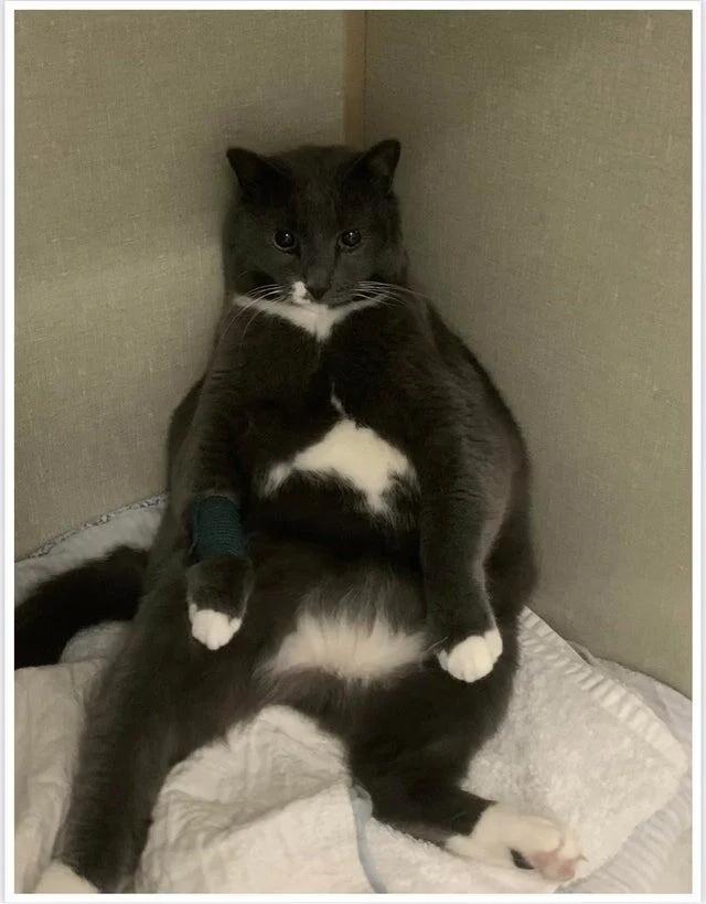 Ak dievs kāpēc tas notika ar... Autors: Zibenzellis69 Pūkaini un nedaudz smieklīgi, bet mīļi pacienti no veterinārārstu dzīves ❤️