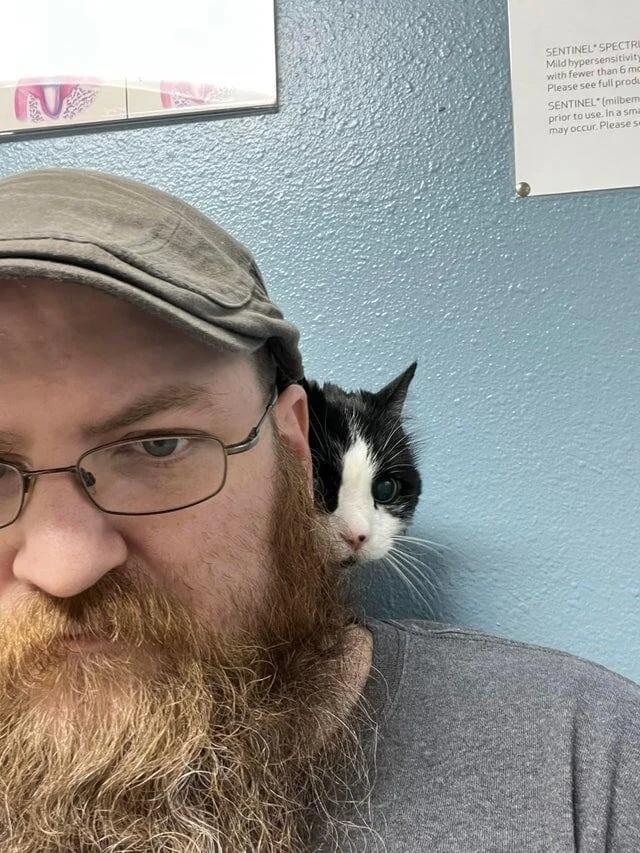 Olivers kaķis īsti nevēlas... Autors: Zibenzellis69 Pūkaini un nedaudz smieklīgi, bet mīļi  pacienti no veterinārārstu dzīves ❤️​